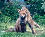 Garden Fox Watch: (Nobody pays me any attention round here.)