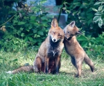 Garden Fox Watch: Mum, are you listening?