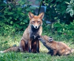 Garden Fox Watch: Mummy?
