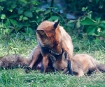 Garden Fox Watch: Yes?