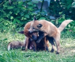 Garden Fox Watch: She listened! She listened!