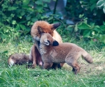 Garden Fox Watch: I need a word in your ear, Mum
