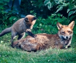 Garden Fox Watch: ... Mum?