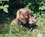 Garden Fox Watch: The brothers