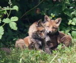 Garden Fox Watch: Affection?