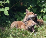 Garden Fox Watch: Tooth and claw