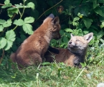 Garden Fox Watch: The touch of your paw...