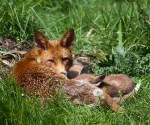 Garden Fox Watch: Feeding time