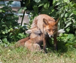 Garden Fox Watch: Tasty