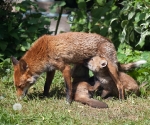 Garden Fox Watch: Competing for milk