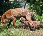 Garden Fox Watch: You want the other end attached, mate