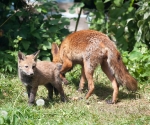 Garden Fox Watch: Dinner finished