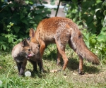 Garden Fox Watch: ...it was very tasty