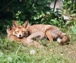 Garden Fox Watch: A pillow for my head