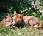 Garden Fox Watch: ...but the pillow needs to be properly groomed