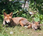 Garden Fox Watch: Two generations