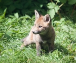 Garden Fox Watch: Or is this my better side?