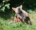 Garden Fox Watch: Having a really good scratch