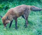 Garden Fox Watch: Dad Fox comes to feed