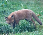 Garden Fox Watch: Searching for cheese