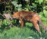 Garden Fox Watch