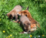 Garden Fox Watch