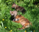 Garden Fox Watch