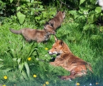 Garden Fox Watch