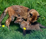 Garden Fox Watch