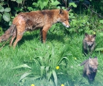 Garden Fox Watch