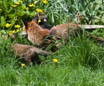 Garden Fox Watch