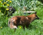 Garden Fox Watch