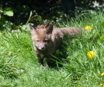 Garden Fox Watch