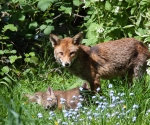 Garden Fox Watch