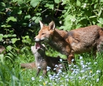 Garden Fox Watch