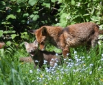 Garden Fox Watch