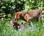 Garden Fox Watch