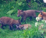 Garden Fox Watch