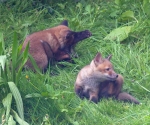 Garden Fox Watch