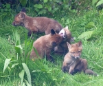 Garden Fox Watch