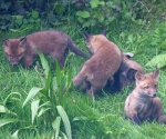 Garden Fox Watch