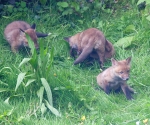 Garden Fox Watch