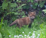 Garden Fox Watch