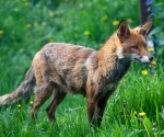 Garden Fox Watch