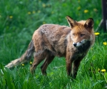 Garden Fox Watch