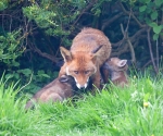 Garden Fox Watch