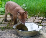 Garden Fox Watch