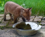 Garden Fox Watch