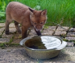 Garden Fox Watch