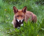 Garden Fox Watch